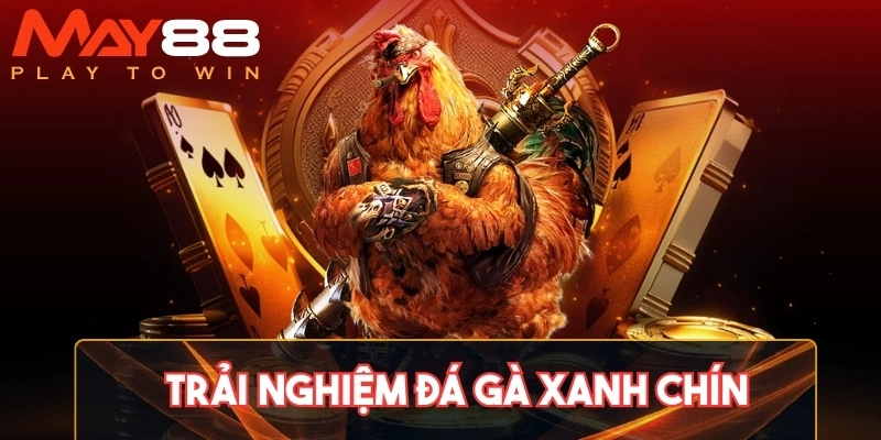 Trải nghiệm đá gà xanh chín